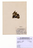 藏品(日本小網藻)的圖片